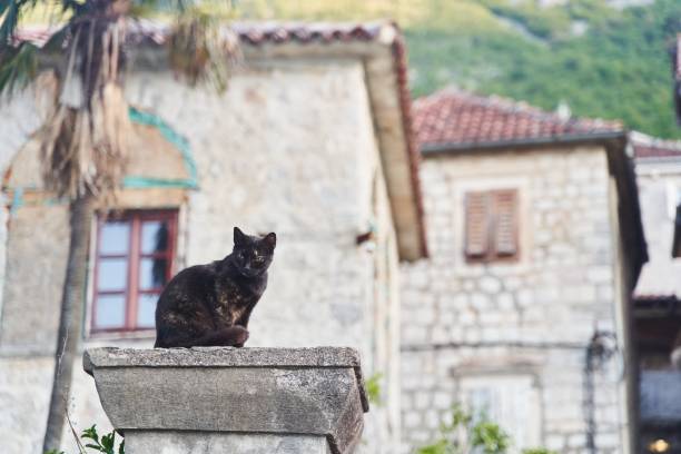 istock Dark beautiful cat sitting on the street 1500203105