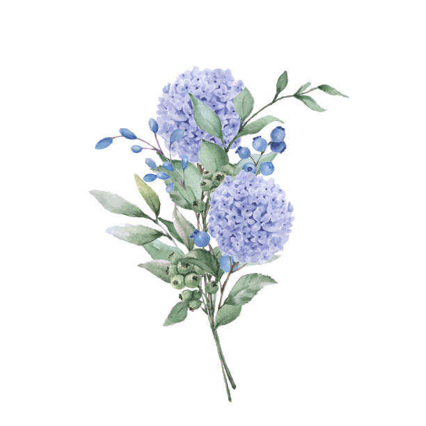 Beautiful bouquet of hydrangea flowers