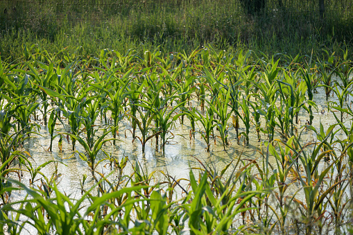 Corn plants in the field, in the water