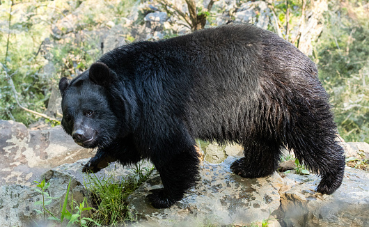 A close up of a Black Bear spotted in Iwate, North Japan