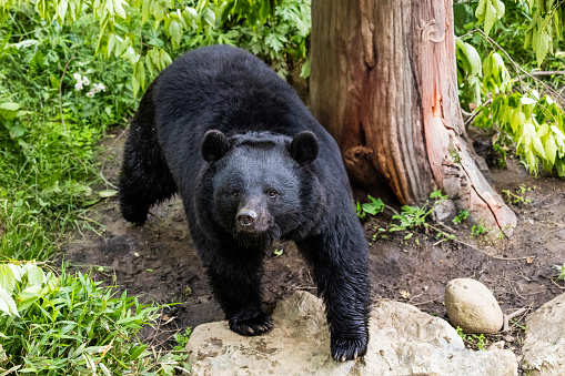 A close up of a Black Bear spotted in Iwate, North Japan