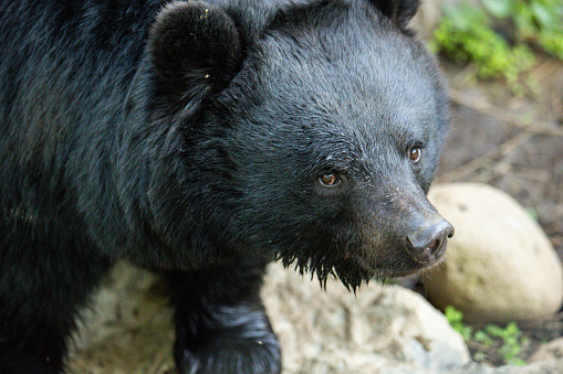 A close up of a Black Bear spotted in Iwate, North Japan