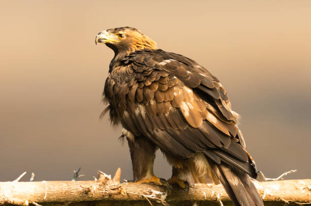 istock Close up of a Hawk perched on a branch 1500209036