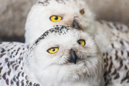 A tight shot of two owls with yellow eyes.