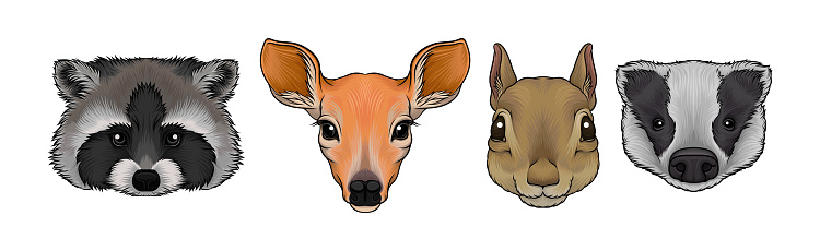 Wild Forest Living Animal Snout and Muzzle with Fur Vector Set. Mammal Species and Fauna Concept
