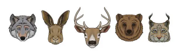 Vector illustration of Wild Forest Living Animal Snout and Muzzle with Fur Vector Set