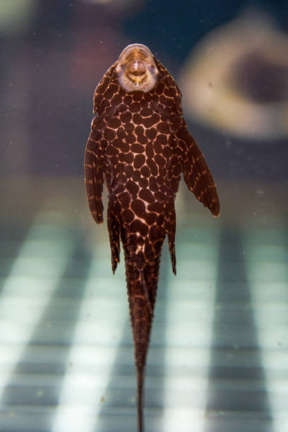 istock A close-up of a scavenger in a fish tank 1500210794