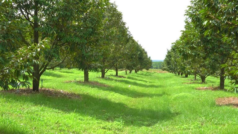 Durians farm.