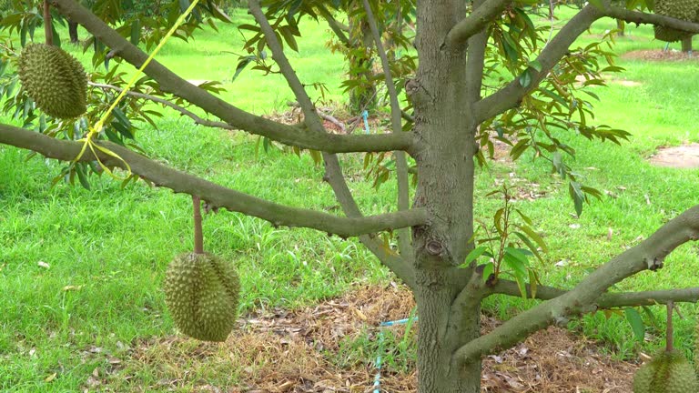 Durians farm.