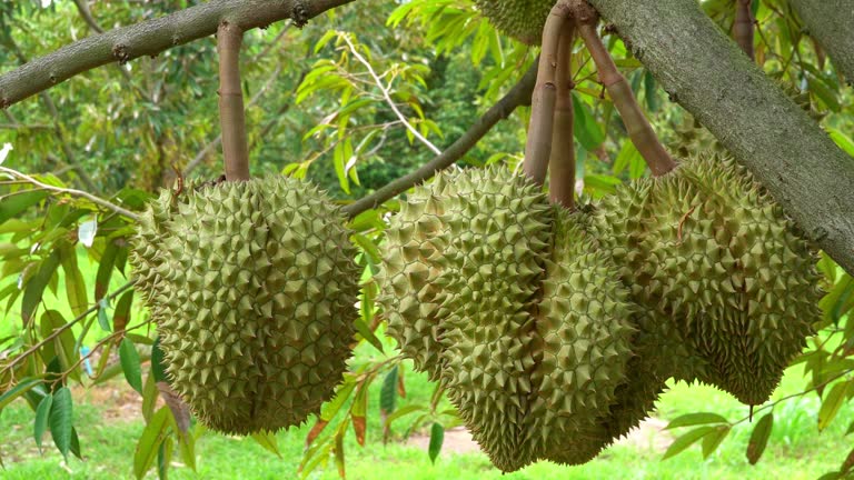 Durians farm.