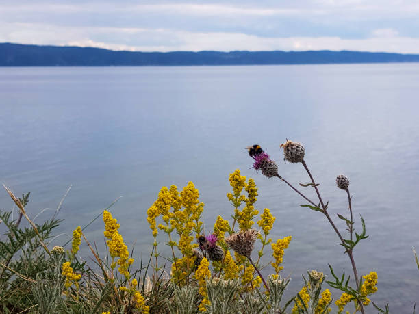 A different kind of wild flowers growing by the water. A pair of bumble-bees are sitting at the flowers finding nectar. In the background there is water, mountains and a cloudy sky.