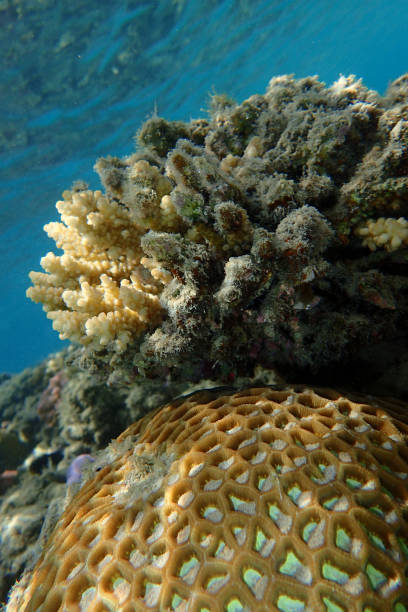 istock coral reef in Egypt, Makadi Bay 1500213390
