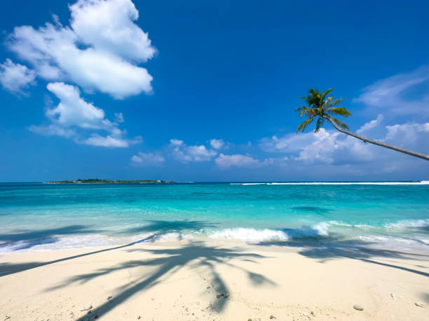 istock Summer palm tree  and Tropical beach with blue  sky background 1500213684