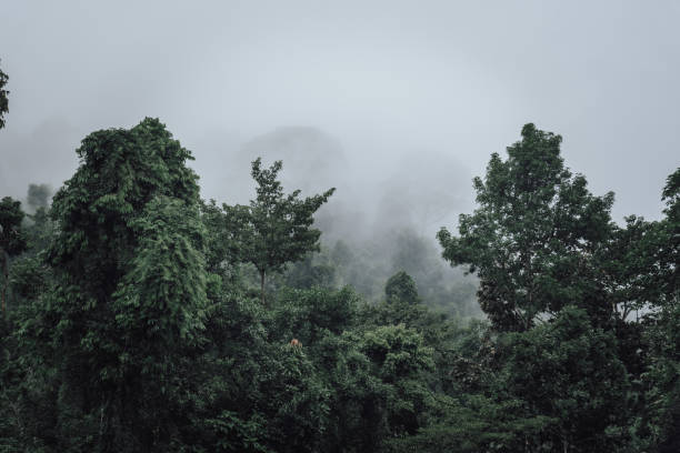 istock Camping in Thailand national park 1500213799
