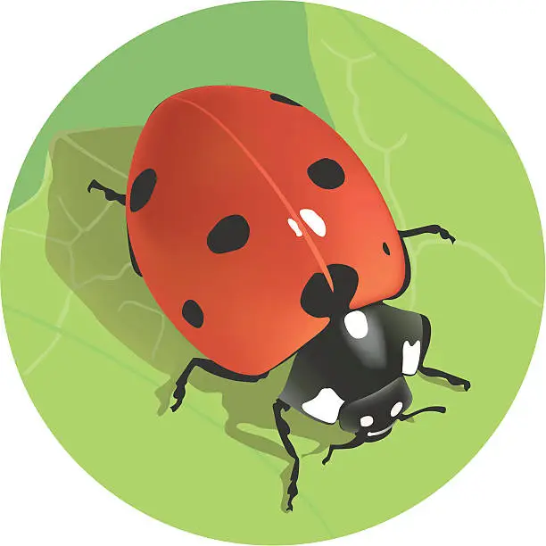 Vector illustration of Ladybird (vector)