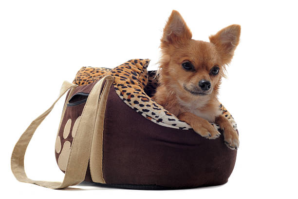 istock travel bag and chihuahua 150021483