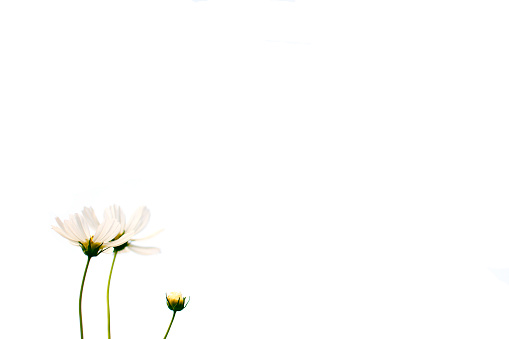 White flowers cosmos on white background