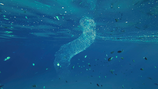 Colonial Pyrosoma Tunicates drifts under surface of blue water in sunlights. Pyrosomes, colony hundreds to thousands individuals called zooids, cloned from one egg and bound together, Red sea, Egypt