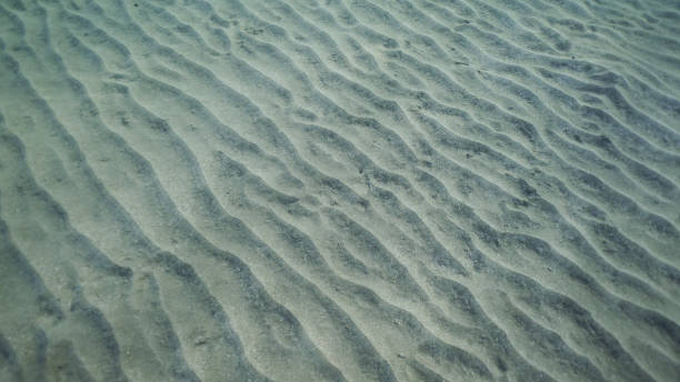 istock Sandy bottom covered with sand hills,  Natural background from the underwater depth, Red sea, Egypt 1500216270