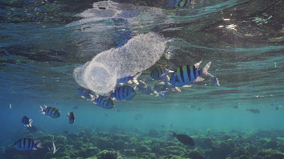 Colonial Pyrosoma Tunicates drifts under surface of blue water in sunlights. Pyrosomes, colony hundreds to thousands individuals called zooids, cloned from one egg and bound together, Red sea, Egypt