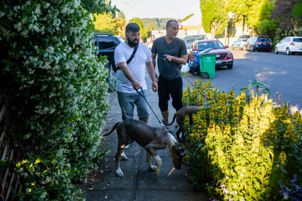 istock Two Affectionate Gay Men Walking With Their Pet Dogs 1500216851