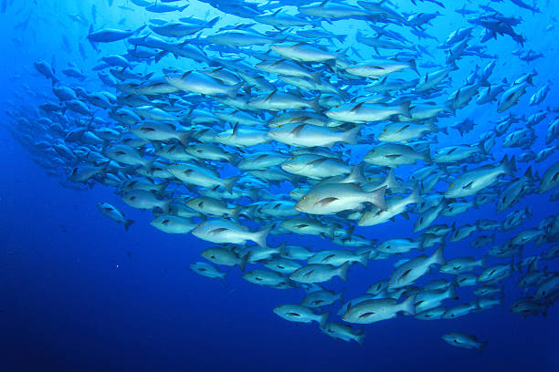 School of Snapper Fish Bohar Snappers gather at Shark Reef in the Red Sea during summer fish farm stock pictures, royalty-free photos & images