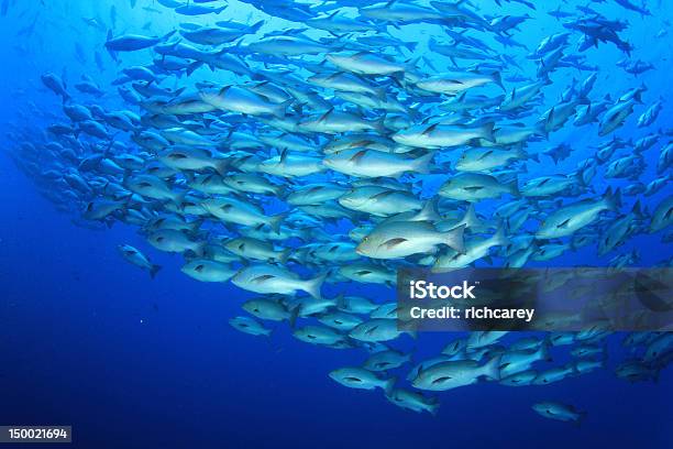 School Of Snapper Fish Stock Photo - Download Image Now - Aquaculture, Fish Farm, School of Fish