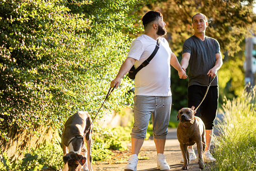 Two Affectionate gay men in love, having a relaxing evening walk through a Portland Oregon Neighborhood. They are walking their two dogs on leashes. The men are in their 30s and early 40s both multiracial people.