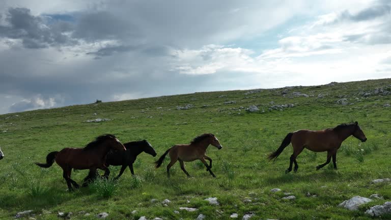 Epic Aerial Over Large Herd Of Wild Horses Running Galloping In Wild Nature Slow Motion Through Meadow Golden Hour Horse Breeding Ecology Exploration Power and Endurance Concept 4K