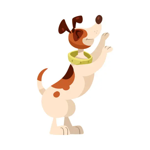 Vector illustration of Funny Dog with Spotted Coat and Collar Standing on Hind Legs as Domestic Pet Vector Illustration