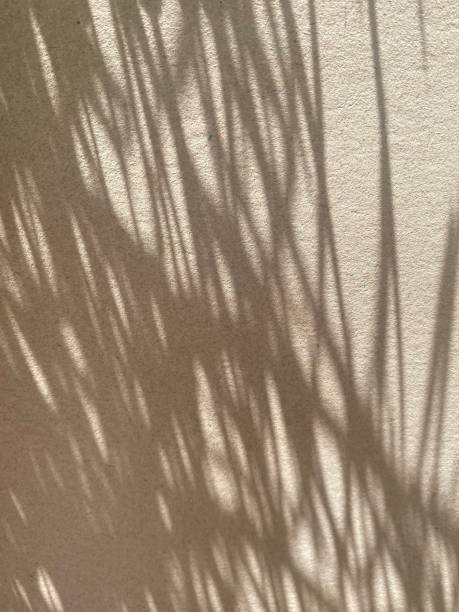 istock Leaves shadow background on concrete wall texture, leaves tree branches shade 1500221241