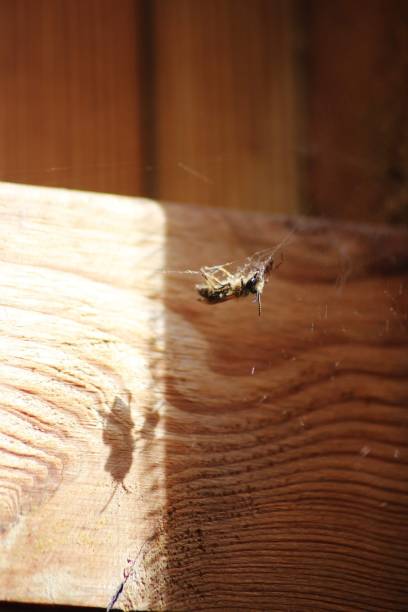 istock A wasp in a spiders nest 1500221343