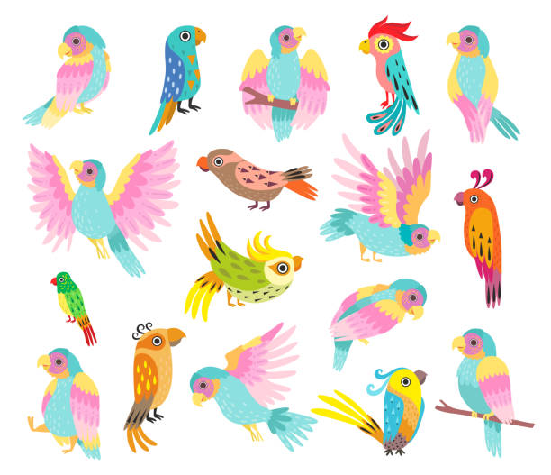 ilustrações, clipart, desenhos animados e ícones de pássaro papagaio tropical brilhante com penas coloridas e conjunto de vetor grande do bico - parrot multi colored bird perching