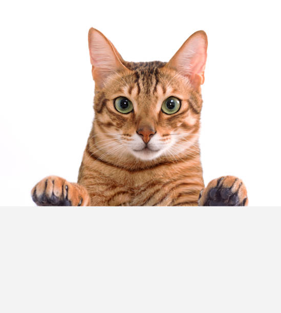 istock Bengal cat showing placard template with copy space 1500221528