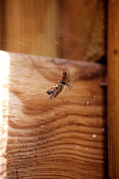istock A wasp in a spiders nest 1500221627