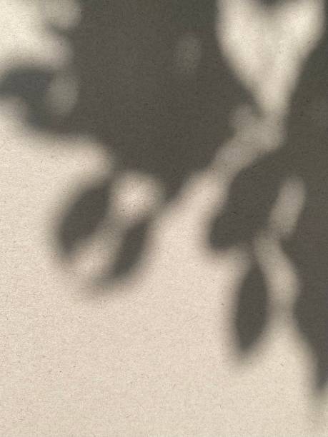 istock Leaves shadow background on concrete wall texture, leaves tree branches shade 1500221637