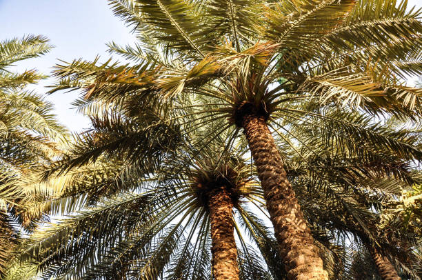 Palm tree against the blue summer sky for background