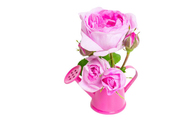 istock Rose Bouquet in a Miniature Watering Can 1500224641