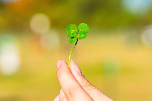 istock Woman's hand holding a four-leaf clover 1500225275