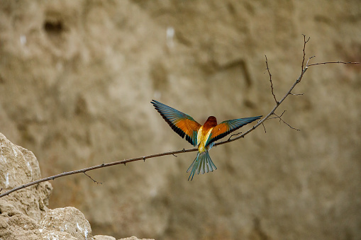 Colorful Bee Eater in the Danube Delta