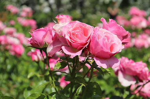 Beautiful pink roses in the garden