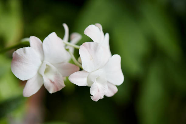 istock Bunch of white orchid in bloom 1500228809