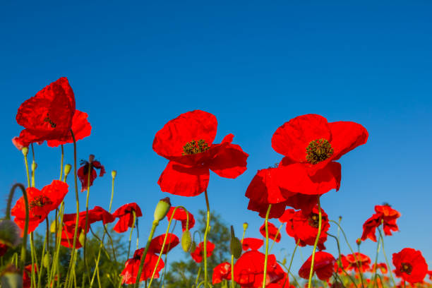 istock red poppies on a blue sky background 1500228963