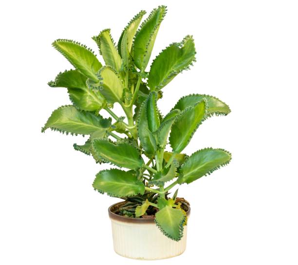 Mother of thousands plant in a ceramic decorative flowerpot isolated on white background Mother of thousands plant in a ceramic decorative flowerpot isolated on white background calanchoe stock pictures, royalty-free photos & images