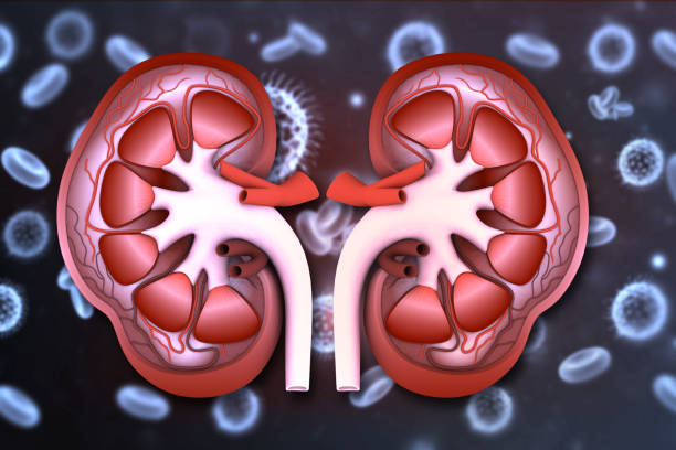 istock Human kidney cross section anatomy 1500229360