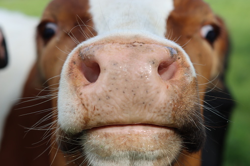 Close up of the head of a brown and white cow, with muzzle against the camera