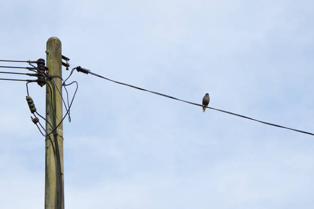 istock A bird sitting on the electric wire 1500229615
