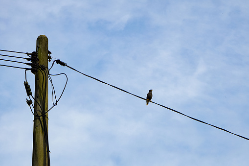 A bird sitting on the electric wire with sky background.
