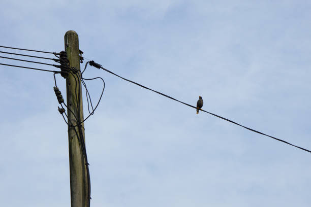 istock A bird sitting on the electric wire 1500229668