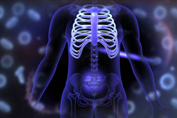 Human body of a man with skeleton for study, on front view, arms outstretched, great to be used in medicine works and health. Isolated on a black background. 